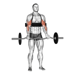 EZ-bar curl