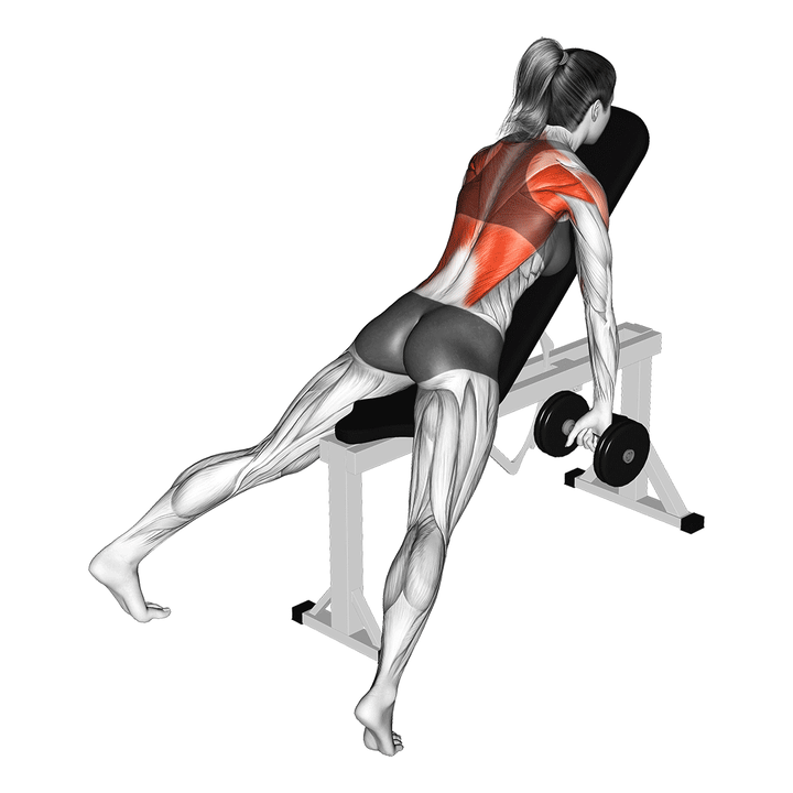 Animatie van de chest-supported row, uitgevoerd door een vrouw