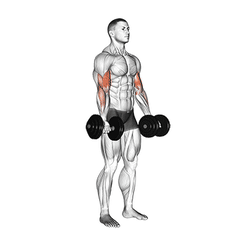 Dumbbell curl