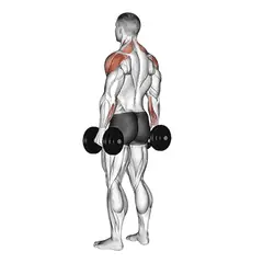 Rear delt raise