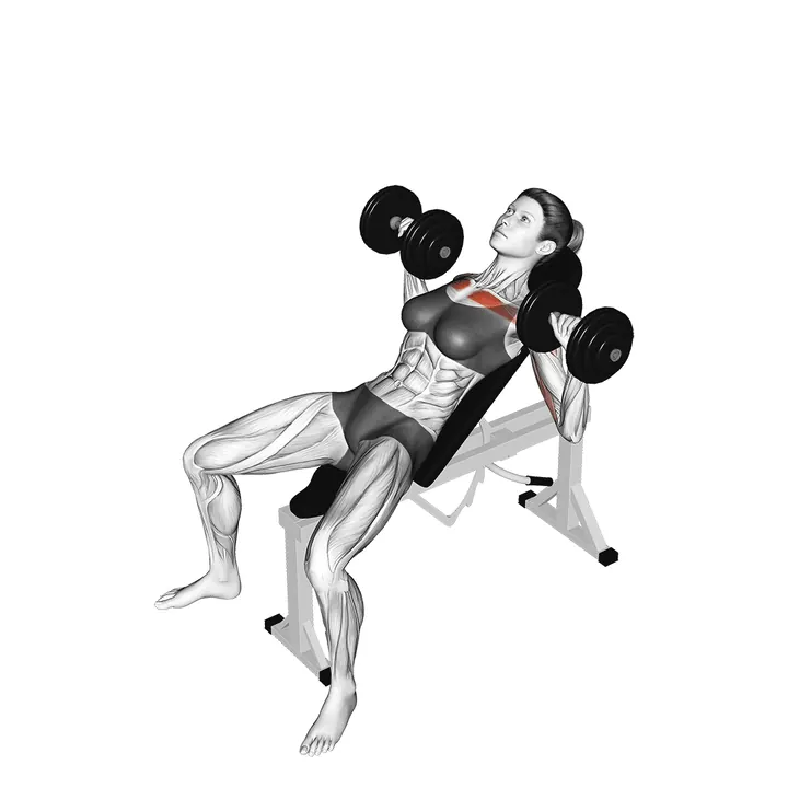 Animatie van de incline dumbbell press, uitgevoerd door een vrouw