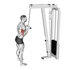 Triceps pushdown