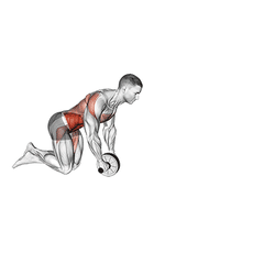 Ab wheel