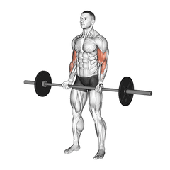 Barbell curl